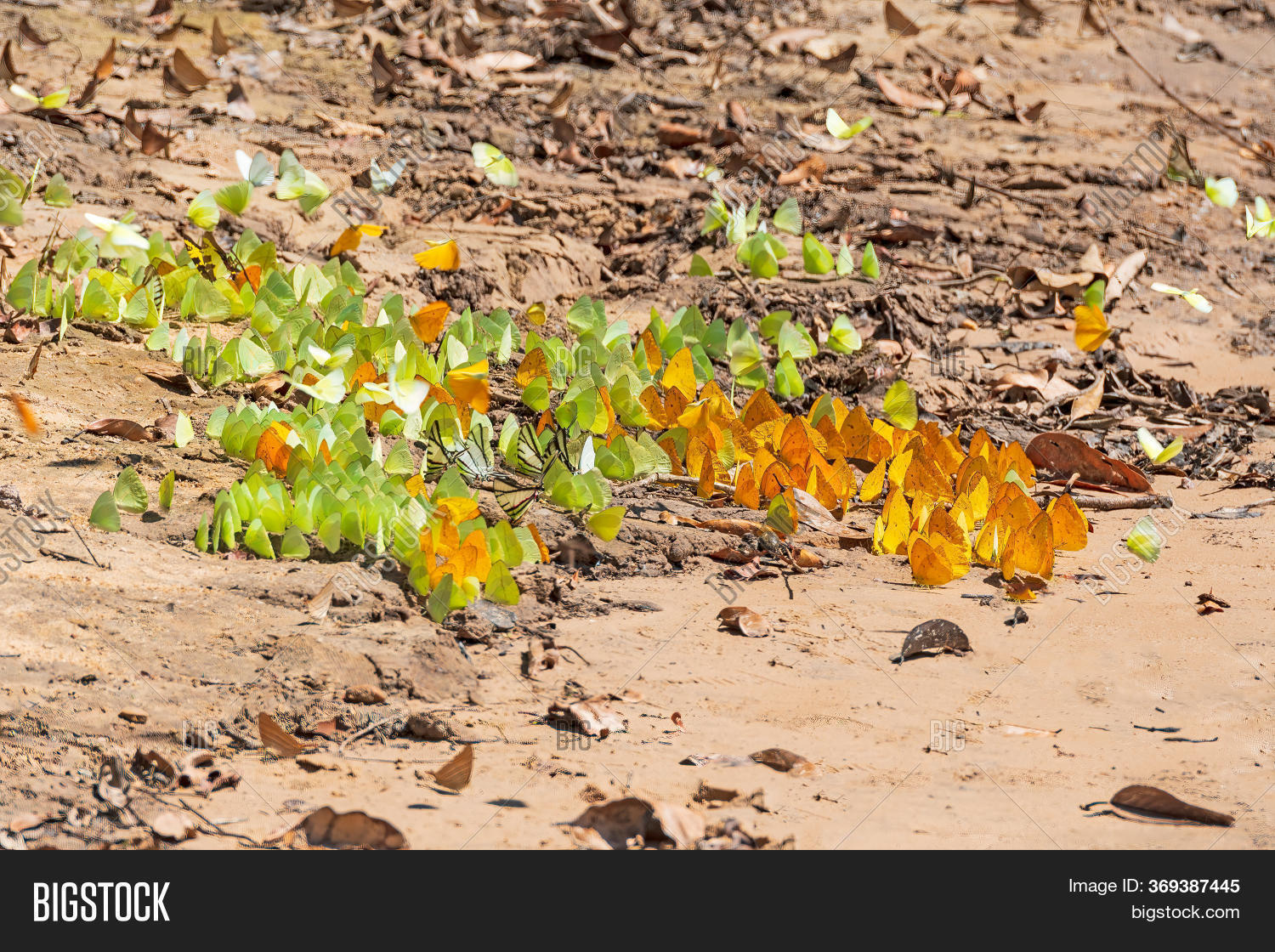 Swarm Butterflies On Image & Photo (Free Trial) | Bigstock
