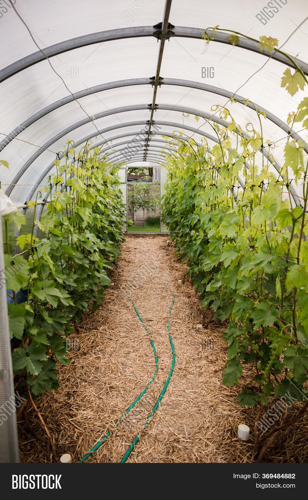 Grape Trees Grow Image & Photo (Free Trial) Bigstock