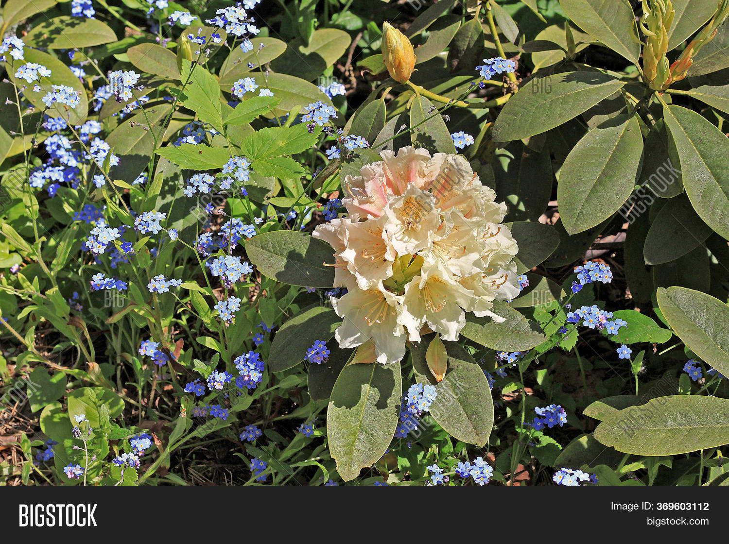 Rhododendron Spring. Image & Photo (Free Trial) | Bigstock