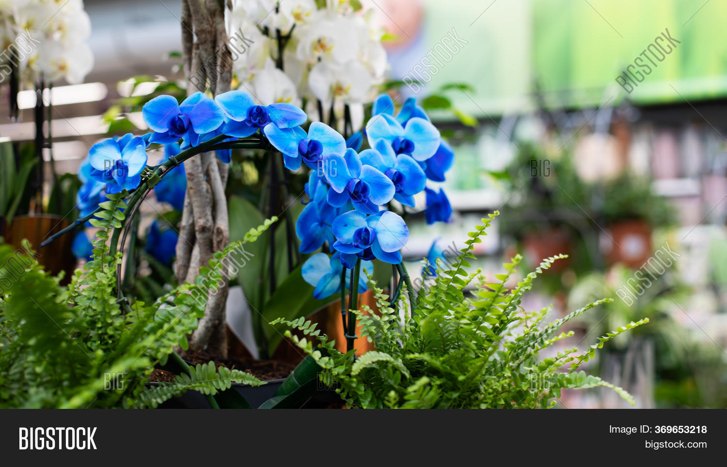 Blue Flower Orchid Image & Photo (Free Trial) Bigstock