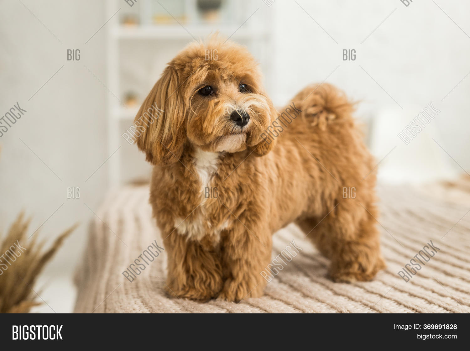 toy poodle fluffy