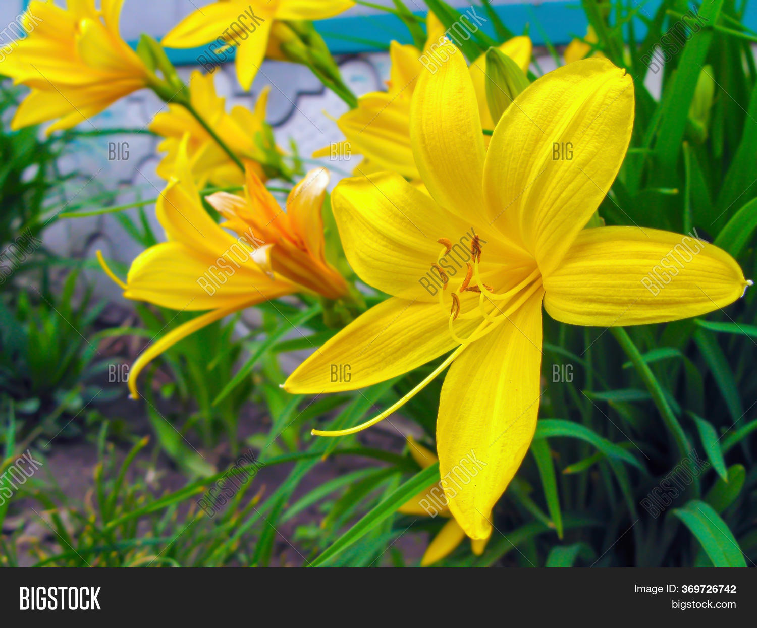 Yellow Daylily Yellow Image & Photo (Free Trial) | Bigstock