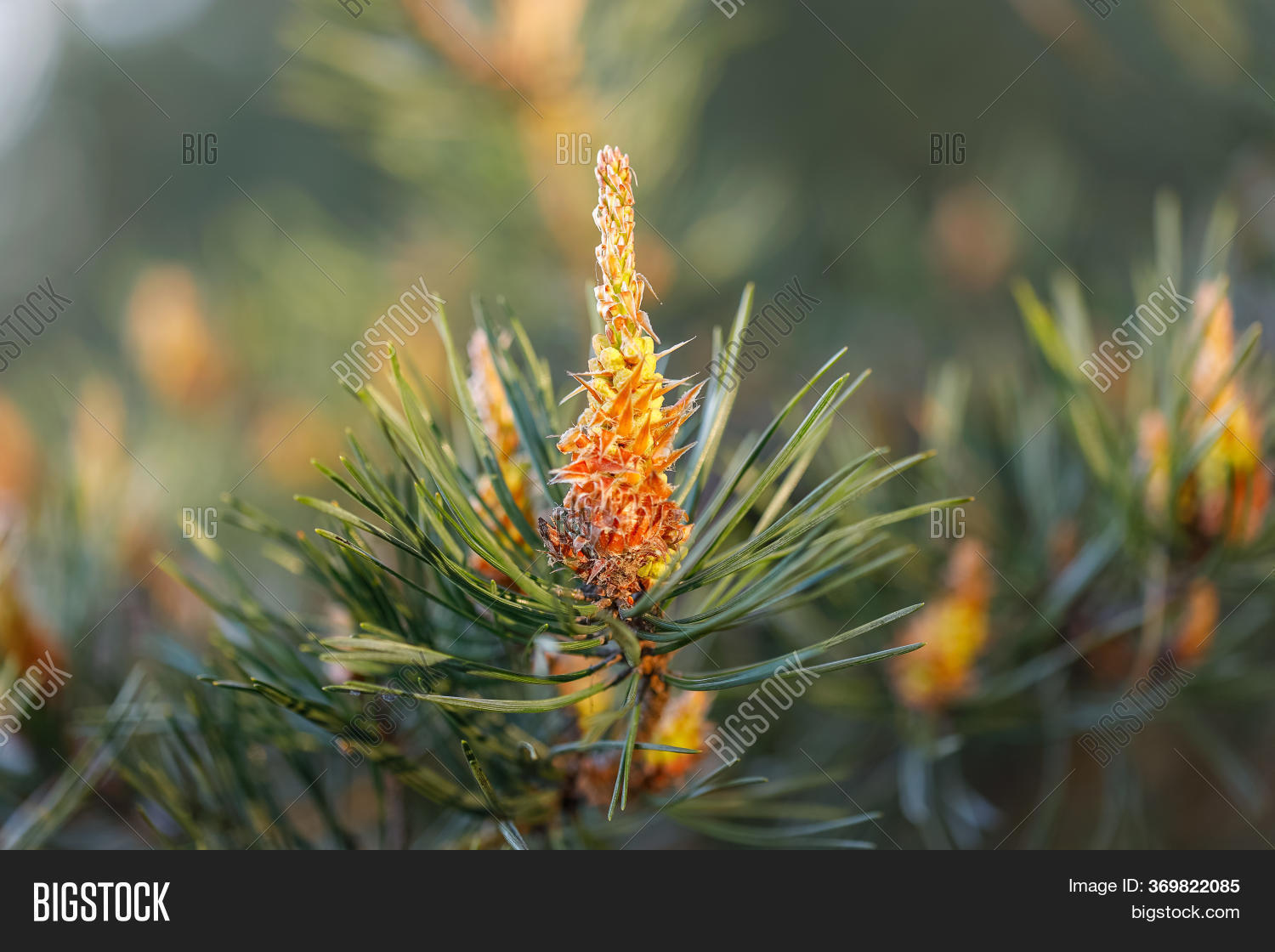 Blooming Pine Tree Image & Photo (Free Trial) Bigstock