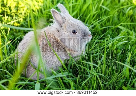 Close-up Of A Small Fluffy Pet  Decorative  Rabbit Sitting In The Green Grass In A Clearing In Summe