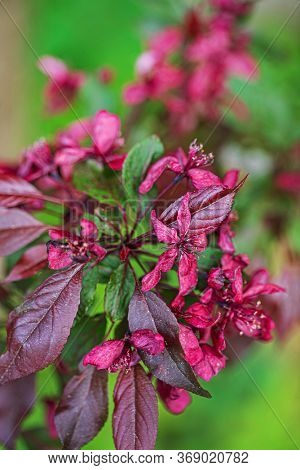 decorative red apple blosssom closeup