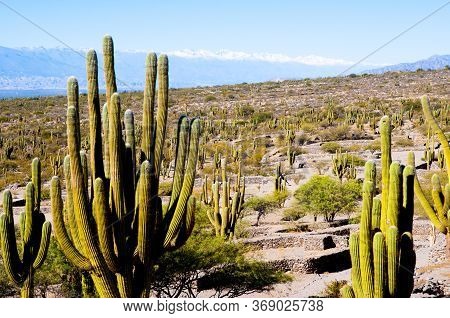 Historic Quilmes Ruins - Tucuman - Argentina