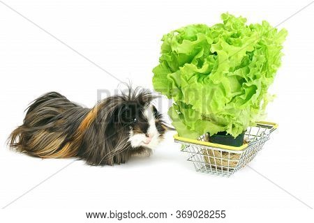 Funny Shaggy Sheba Guinea Pig Eats From A Shopping Basket Filled With Purchased Greens On A White Ba