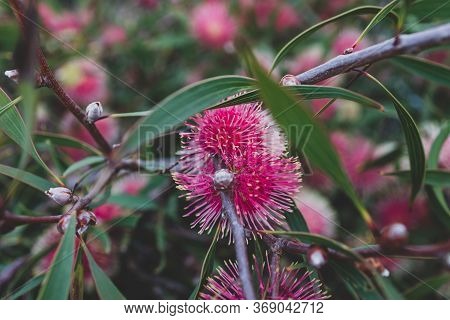 Native Australian Pin-cushion Hakea Plant Outdoor In Sunny Backyard