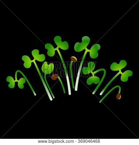 Microgreens Tatsoi. Bunch Of Plants. Black Background