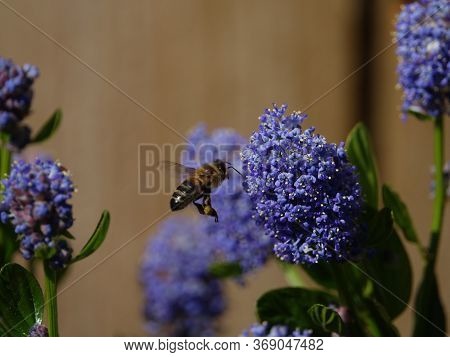 Honey Bee In Flight Amongst Ceanothus Flowers
