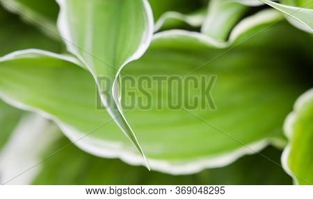 Natural Background. Hosta (funkia, Plantain Lilies) In The Garden. Green Leaves With White Border