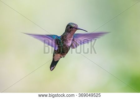 Hummingbird(Trochilidae)Flying gems costa rica panama