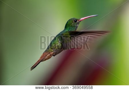 Green Violet-ear (colibri Thalassinus) Hummingbird In Flight Isolated On A Green Background In Costa