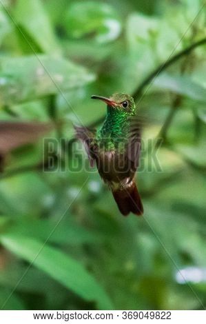 Green Violet-ear (colibri Thalassinus) Hummingbird In Flight Isolated On A Green Background In Costa