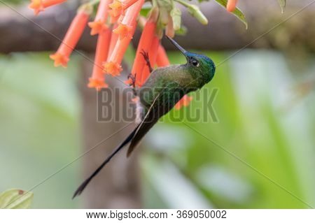 Green Violet-ear (colibri Thalassinus) Hummingbird In Flight Isolated On A Green Background In Costa