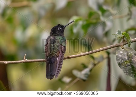 Green Violet-ear (colibri Thalassinus) Hummingbird In Flight Isolated On A Green Background In Costa