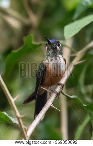 Green Violet-ear (colibri Thalassinus) Hummingbird In Flight Isolated On A Green Background In Costa