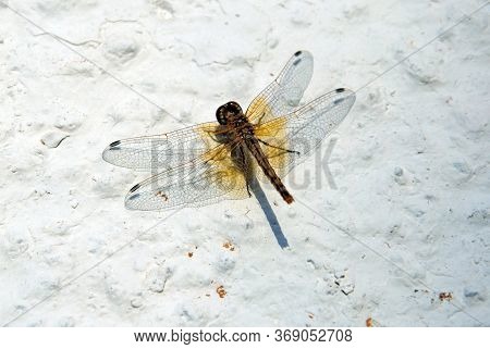 Dragonfly Warming Up On A Whitewashed Wall (odonata), Mijas Costa, Spain