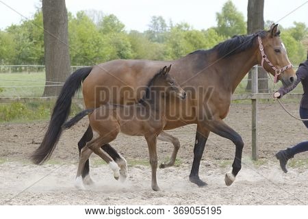 Little Brown Foal, Trosts Next To The Mother, One Week Old, During The Day With A Countryside Landsc