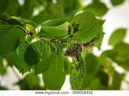 Cherry Aphids, Black Fly On Cherry Tree. Branch Of Fruit Tree With Wrinkled Leaves Affected By Black