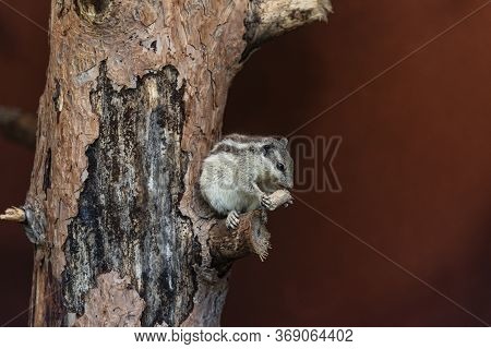 A Small Chipmunk With Stripes On The Head, Back And Tail. Eating On A Tree Trunk. Brown Background.