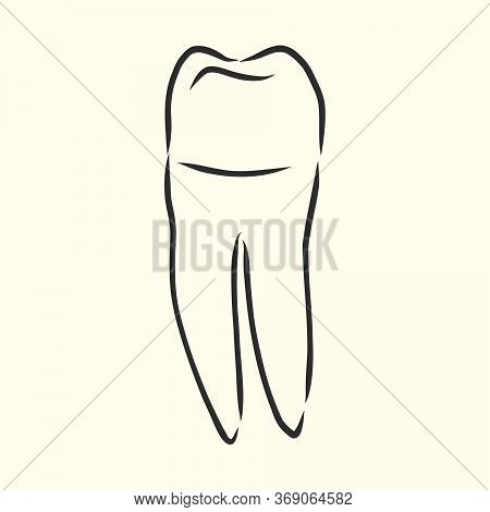 Hand-drawn Black Lines Sketch Molar, Tooth. Doodle Drawing. Object, Element, Icon Component For Illu
