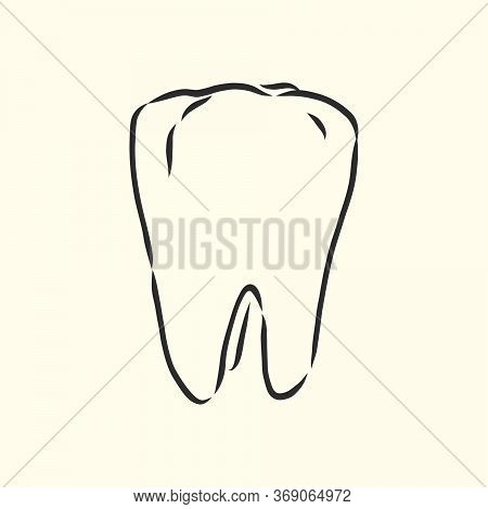 Hand-drawn Black Lines Sketch Molar, Tooth. Doodle Drawing. Object, Element, Icon Component For Illu