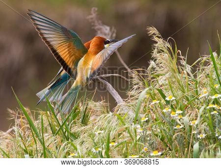 European Bee Eater, Merops Apiaster. Common Bee-eater.
