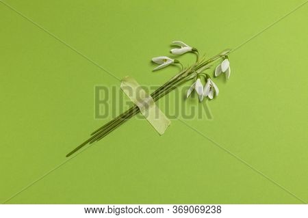 Spring Snowdrop Flowers Are Glued With Tape On A Green Background. Romantic And Tender Congratulatio