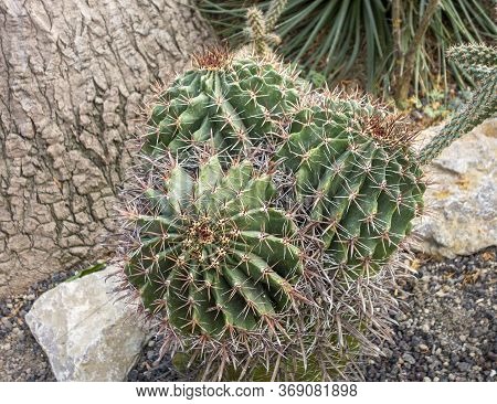 Picture Of Some Cactuses In Natural Ambiance
