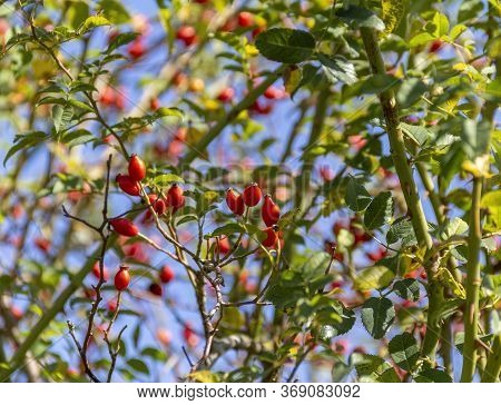Sunny Illuminated Red Dog-rose Fruits In Natural Leavy Ambiance
