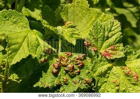 Disease Of Red And White Currants, Infection With Gallic Aphids Anthracnose.