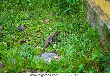 Komodo Lizard Walks On The Lawn In The Park.