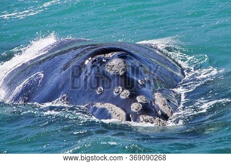 Southern Right Whale, Eubalaena Australis, Gansbaai, Western Cape, South Africa, Africa