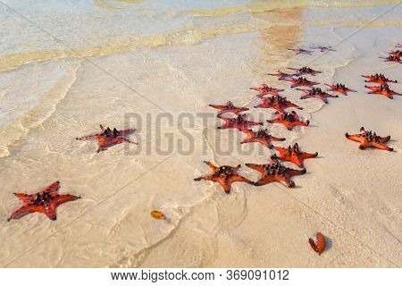 Starfishes On The Beach. Beautiful Sunny Landscape Taken On Paradise Rach Vem During Hot Sunny Day. 