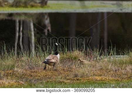 Mother Canada Goose With Gossling Sitting In A Moss In A Swamp. Knuthojdmossen, Sweden.