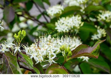 Flowering Motley, Similar To Derain, Shrub With White Inflorescences. This Plant Has Green Leaves An