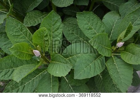 Phytolácca Americána Poisonous Plant. Phytolacca Acinosa Medicinal And Poisonous Plant.