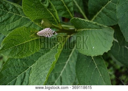 Phytolácca Americána Poisonous Plant. Phytolacca Acinosa Medicinal And Poisonous Plant.