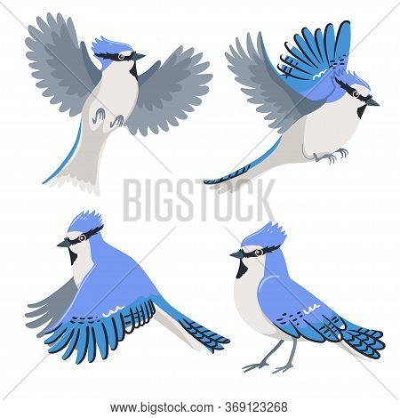 Set Of Blue Jays Isolated On A White Background. Vector Image
