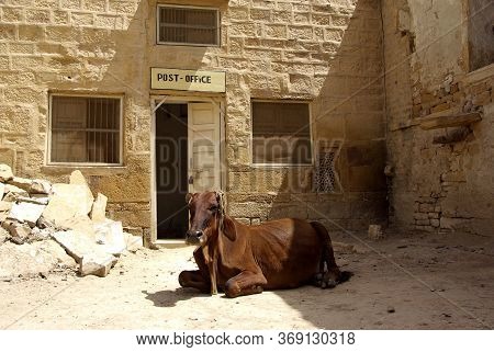 Funny Holy Sacred Cow In Post Office.