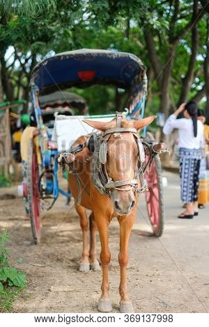 Horse Carriage For Tourists Traveling In Ava (inwa) Near Mandalay In Myanmar (burma). Landmark And P