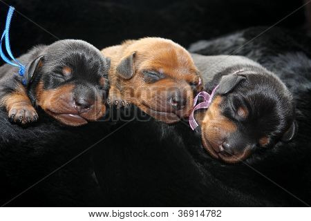 Lille Pinscher hvalpe