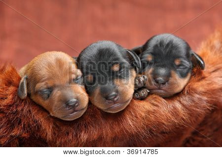 Lille Pinscher hvalpe