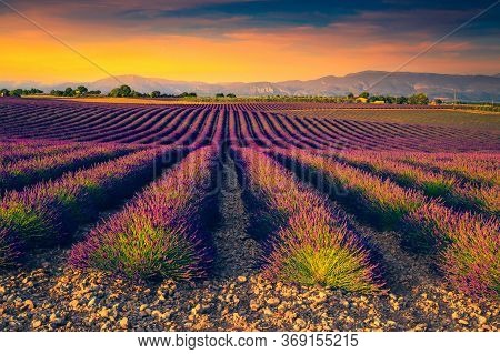 Beautiful Fragrant Flowery Plantation At Sunset. Agricultural Place With Purple Lavender Fields In P