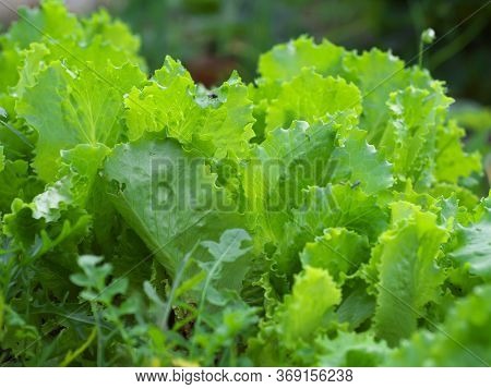 Lettuce Grows In The Open Ground In The Garden. Green Lettuce Leaves On Garden Beds In The Vegetable