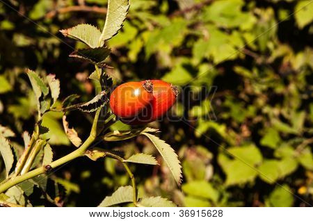 Eglantine