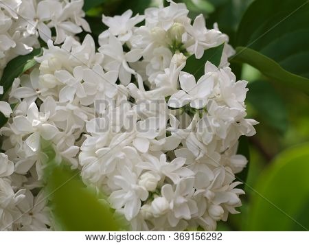 White Lilac Flowers With Buds For A Background, Spring Garden, Syringe Vulgaris.