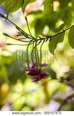 Shot Of Fresh Flowers Of Chinese Honeysuckle Or Rangoon Creeper Or Madhumalti With Blurred Backgroun