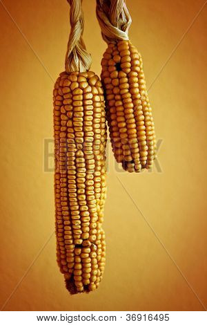 Majskolbe på gule væg